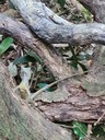 click me for full image