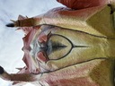 click me for full image