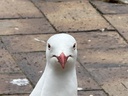 click me for full image
