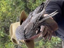 click me for full image