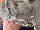 click me for full image