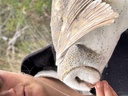 click me for full image