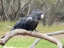 click me for full image