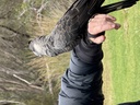 click me for full image