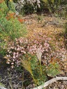 click me for full image