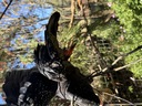 click me for full image