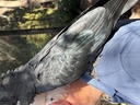 click me for full image
