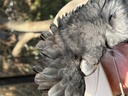 click me for full image