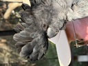 click me for full image