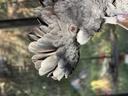 click me for full image