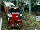 V class Co-Co diesel-electric